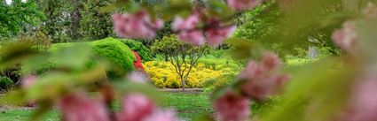 Japanese Garden - Cowra 